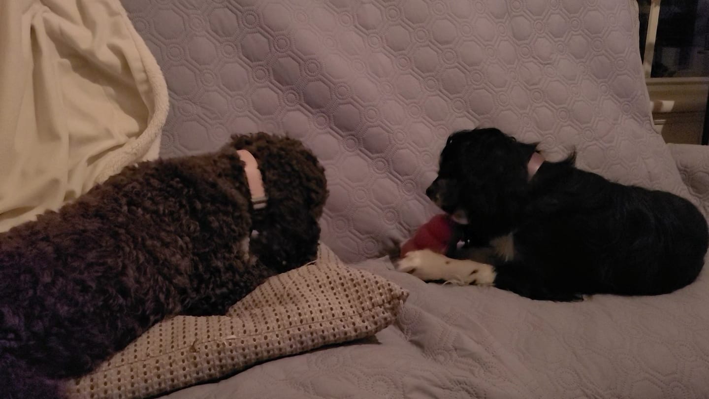 Customer photo review of 12 Inch Thick Bully Stick
