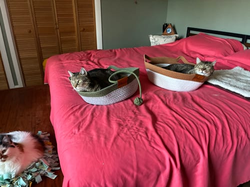 Customer's three cats resting on Instinct Baskets placed on a red bedspread.