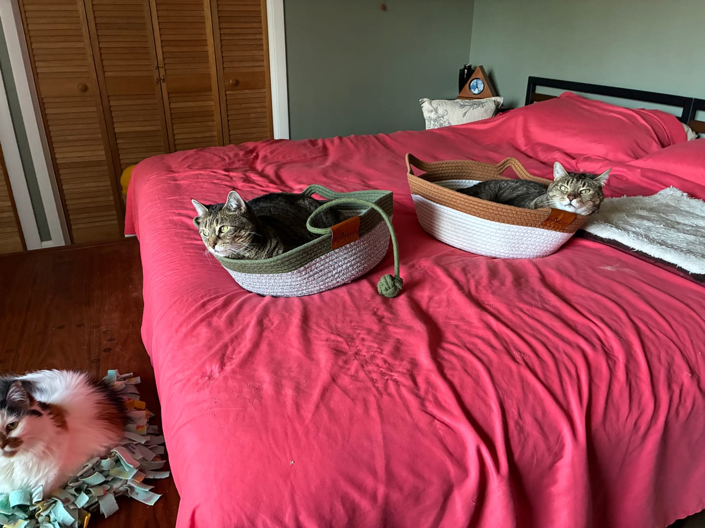 Customer photo review of Instinct Basket | Meet the first research-backed natural territory for indoor cats