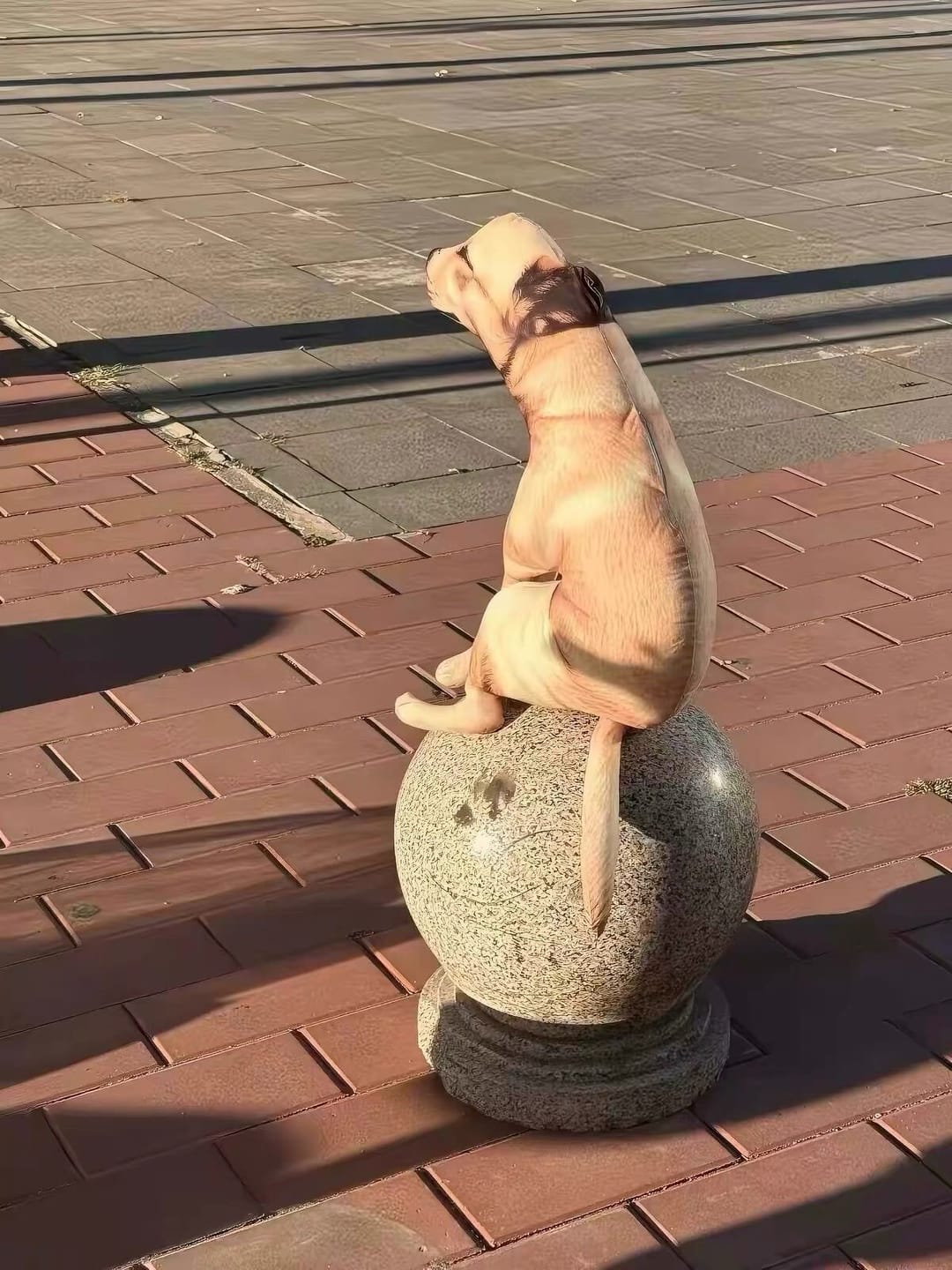Customer photo review of Real Dog