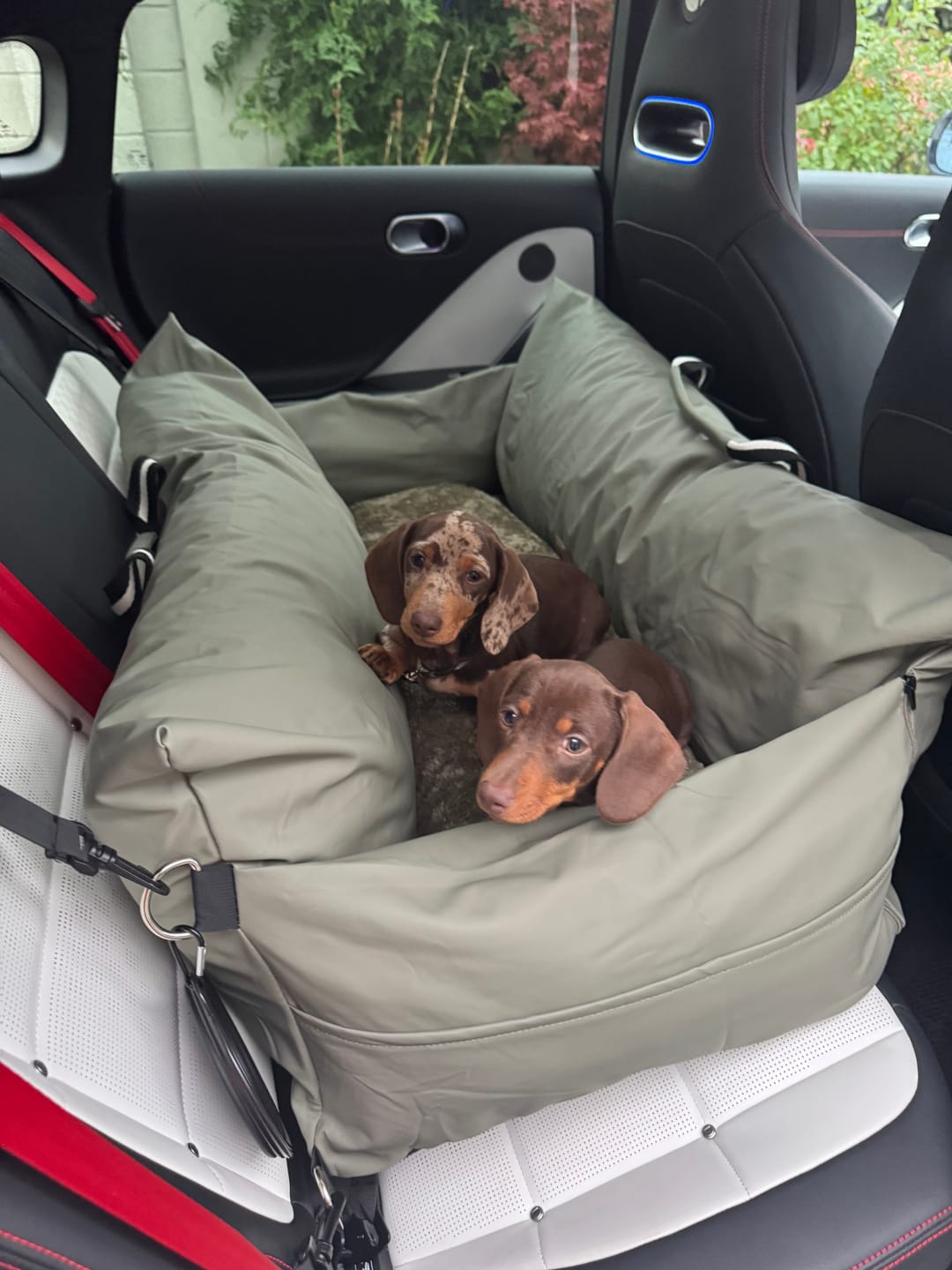 Customer photo review of Dog Dock V2 New & Improved ISO Fix