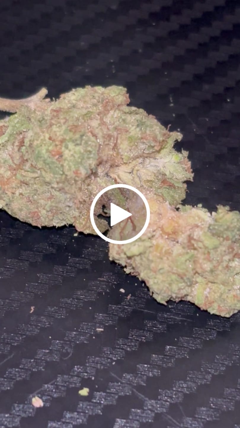 Customer video review of Blue Gelato THCA Flower