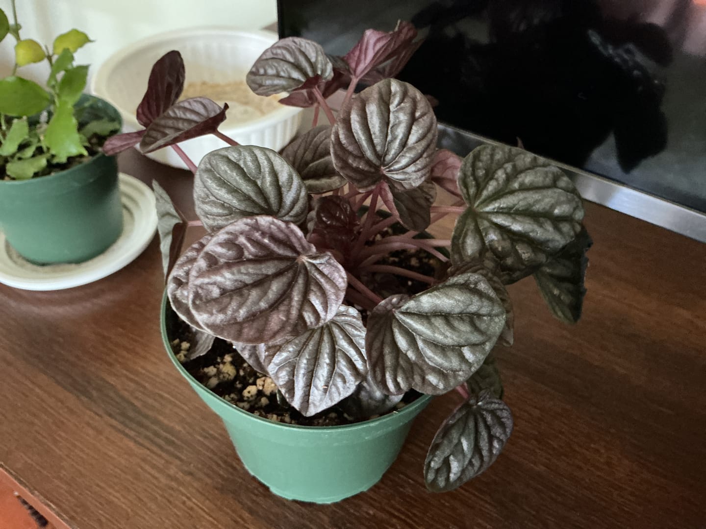 Customer photo review of Peperomia caperata 'Red Beauty'