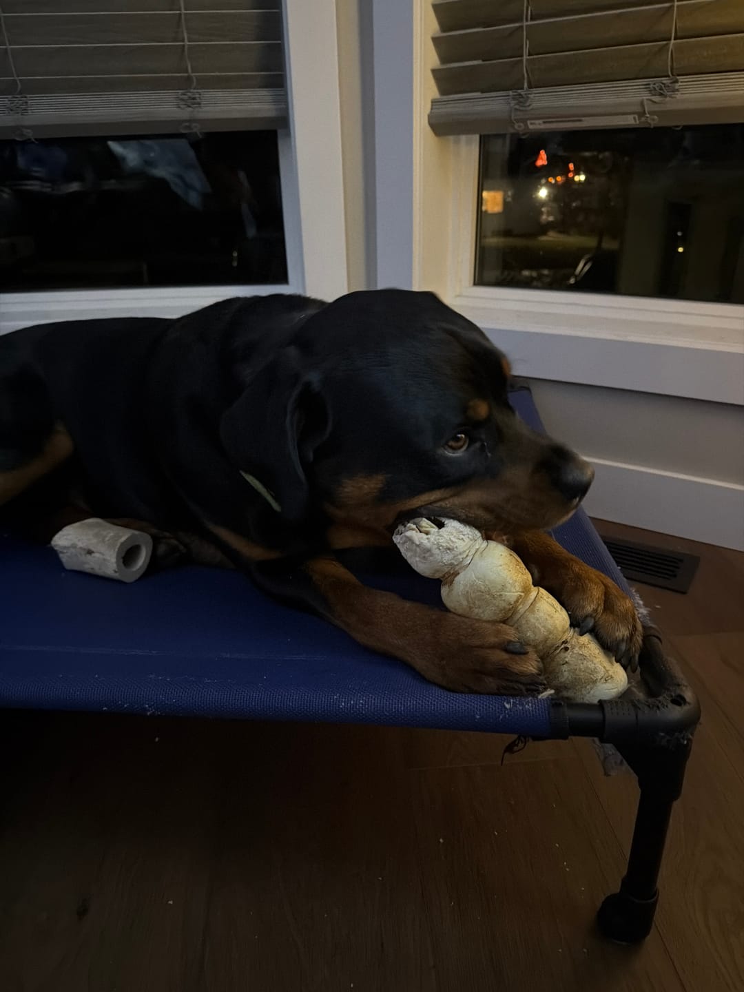 Customer photo review of 10-12 Inch Peanut Butter Cheek Roll
