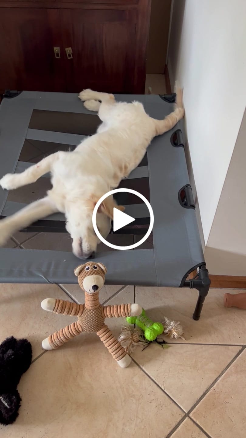 Customer video review of Elevated Pet Bed Raised Dog Bed Heavy Duty Outdoor Cooling Portable Bed
