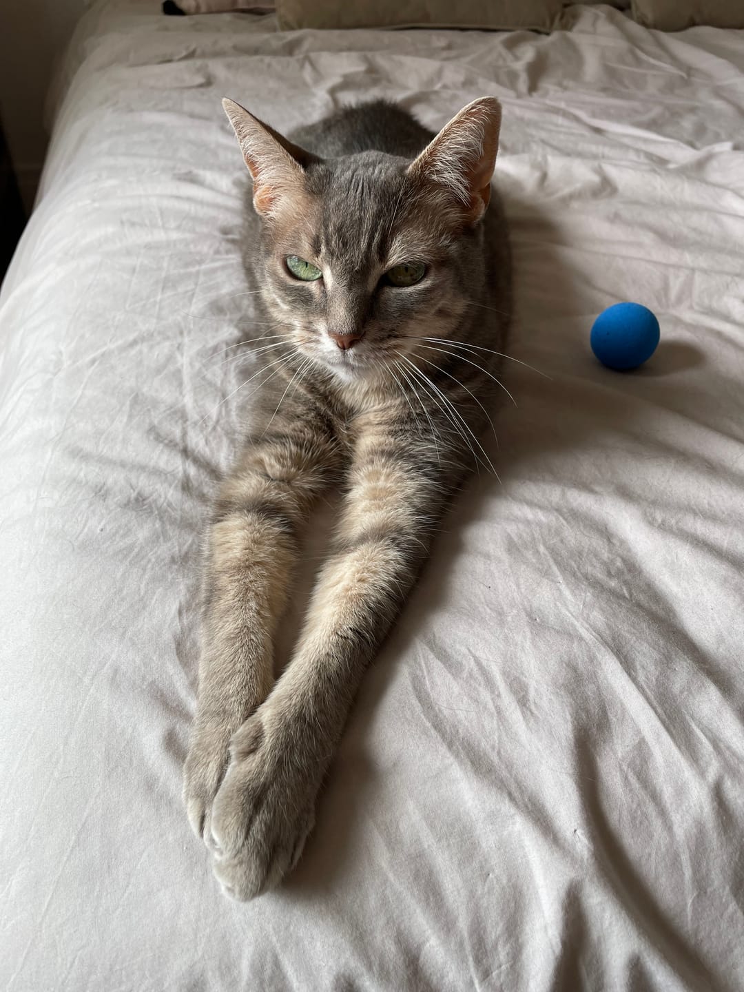 Customer photo review of Pâtées riches en poisson & aux courgettes (Chat âgé)