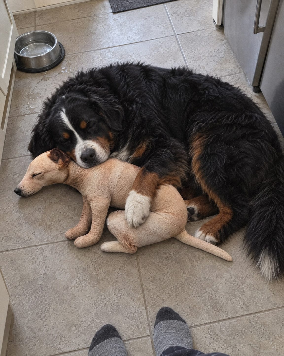 Customer photo review of Real Dog