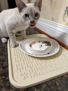 Customer photo review of Salmon Formula - Wet Cat Food - Canada Fresh