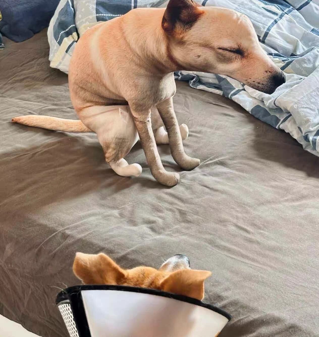 Customer photo review of Real Dog