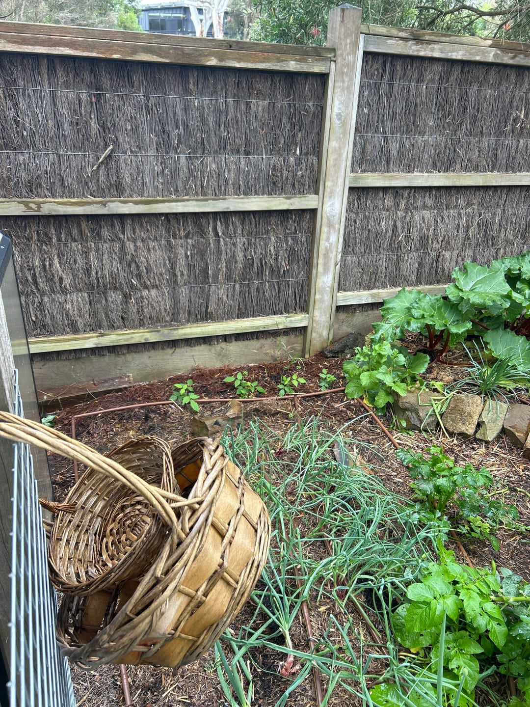 Customer photo review of Raspberry ‘Heritage’ - Rubus idaeus