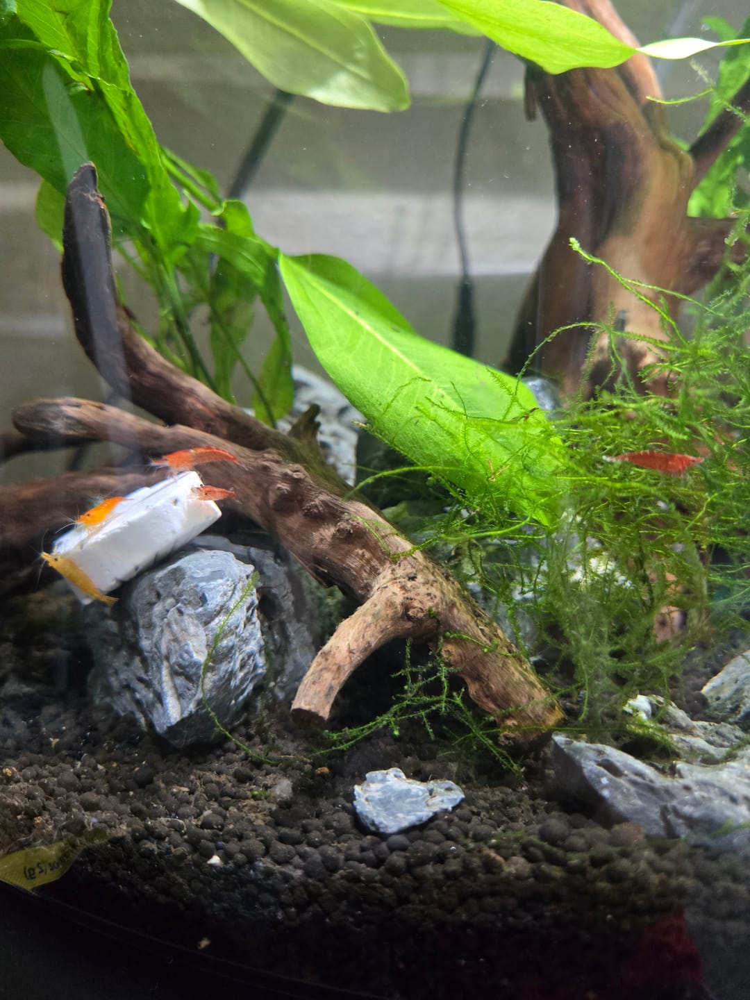 Customer photo review of Neocaridina Skittles Shrimp Pack – Assorted Freshwater Colors