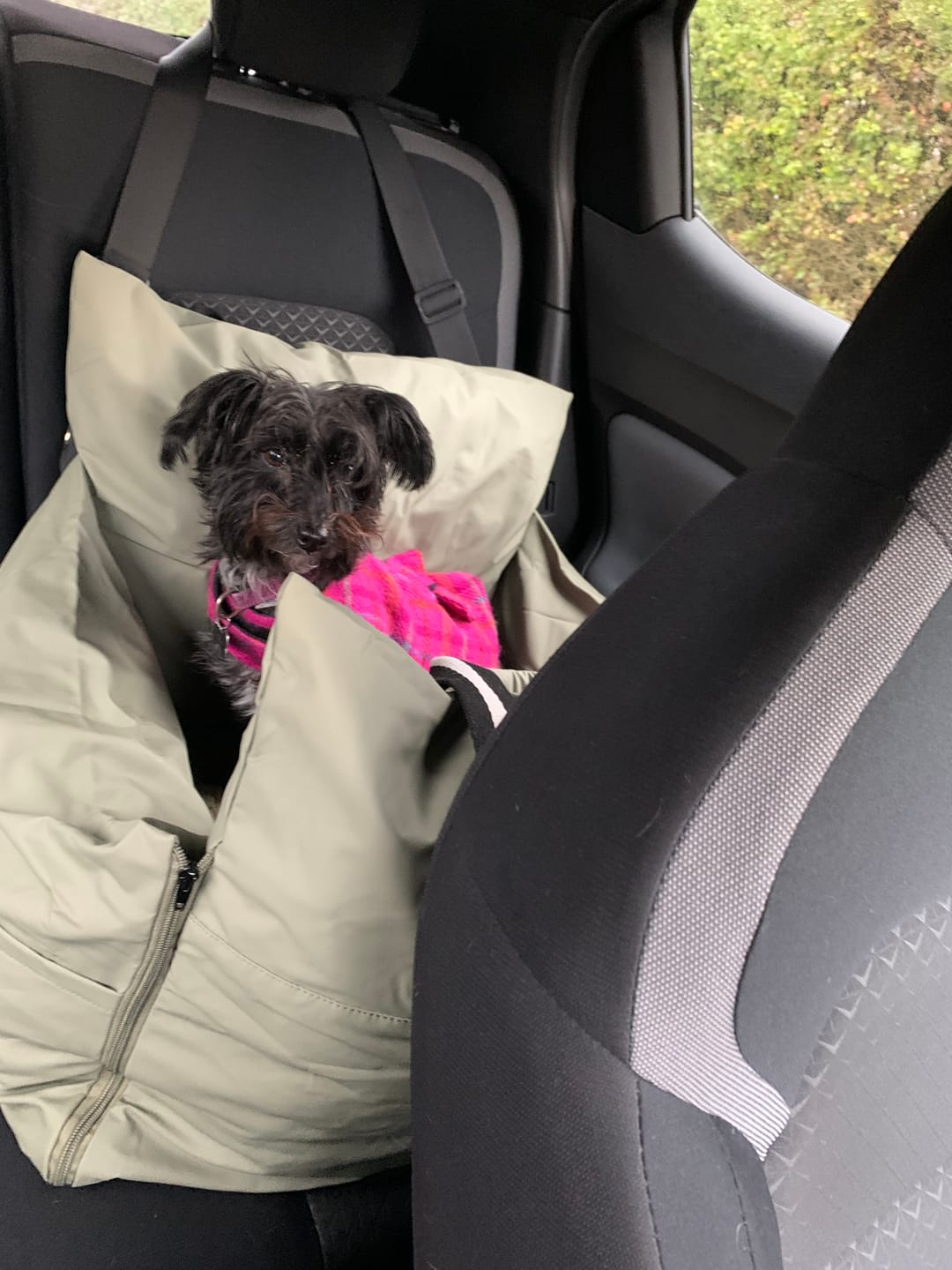 Customer photo review of Dog Dock V2 New & Improved ISO Fix