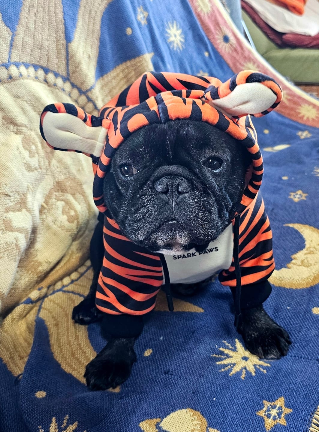 Customer photo review of Halloween Dog Hoodie - Tiger