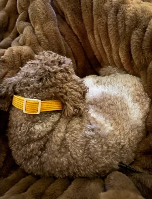 Customer photo review of Cosynest Original Blanket