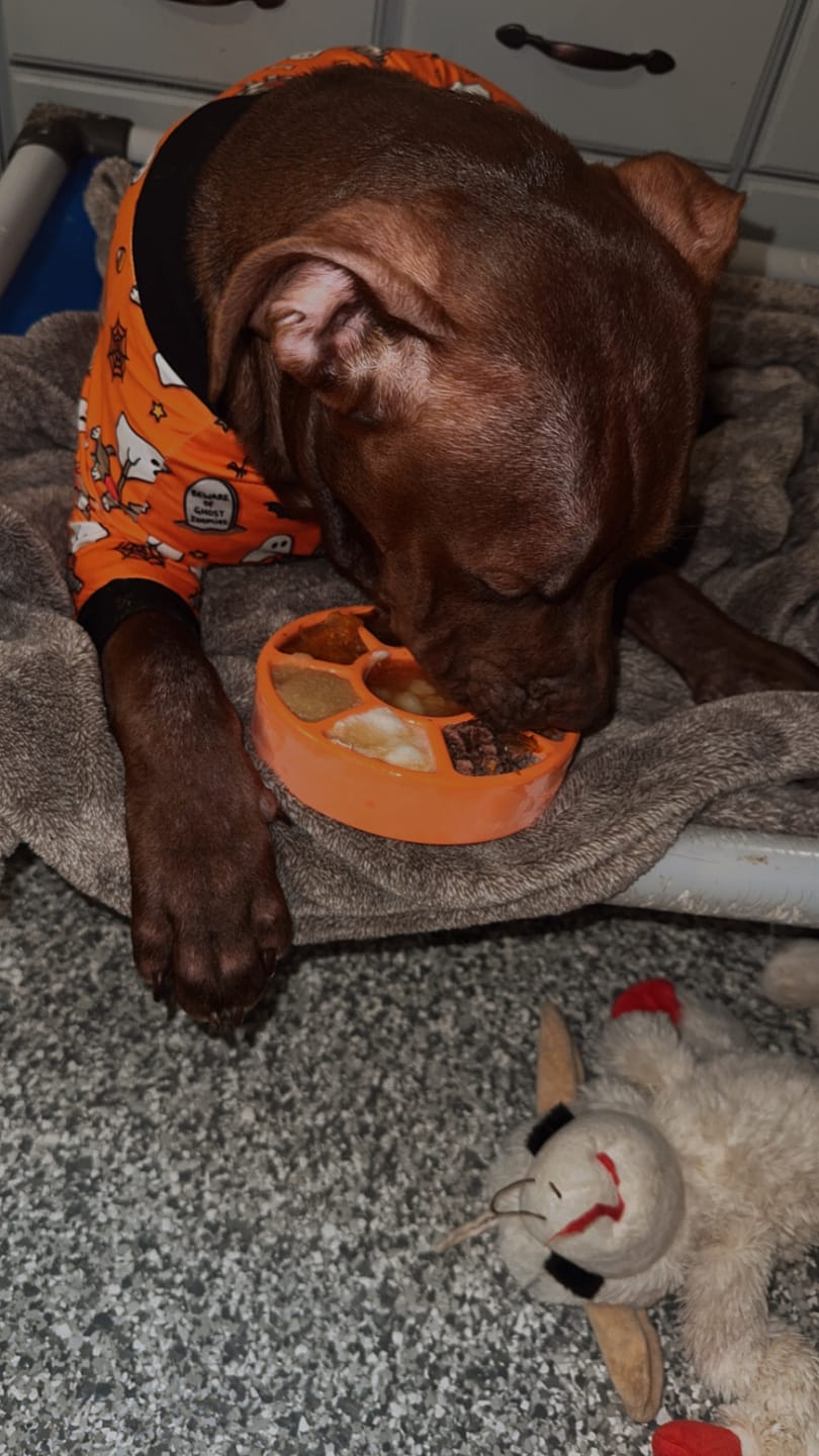 Customer photo review of FreezWheel - Durable Interactive Chew