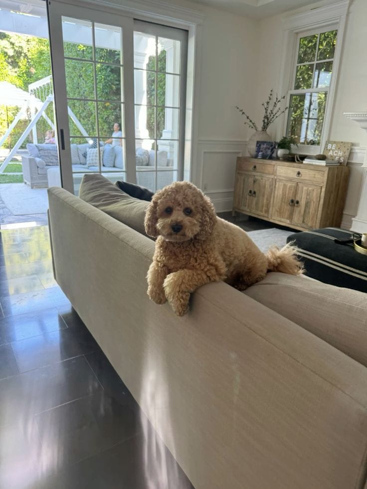 Customer photo review of Kit Difusor Calmante para Mascotas