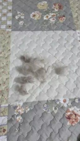 Customer photo review of Guante quitapelos electrostático