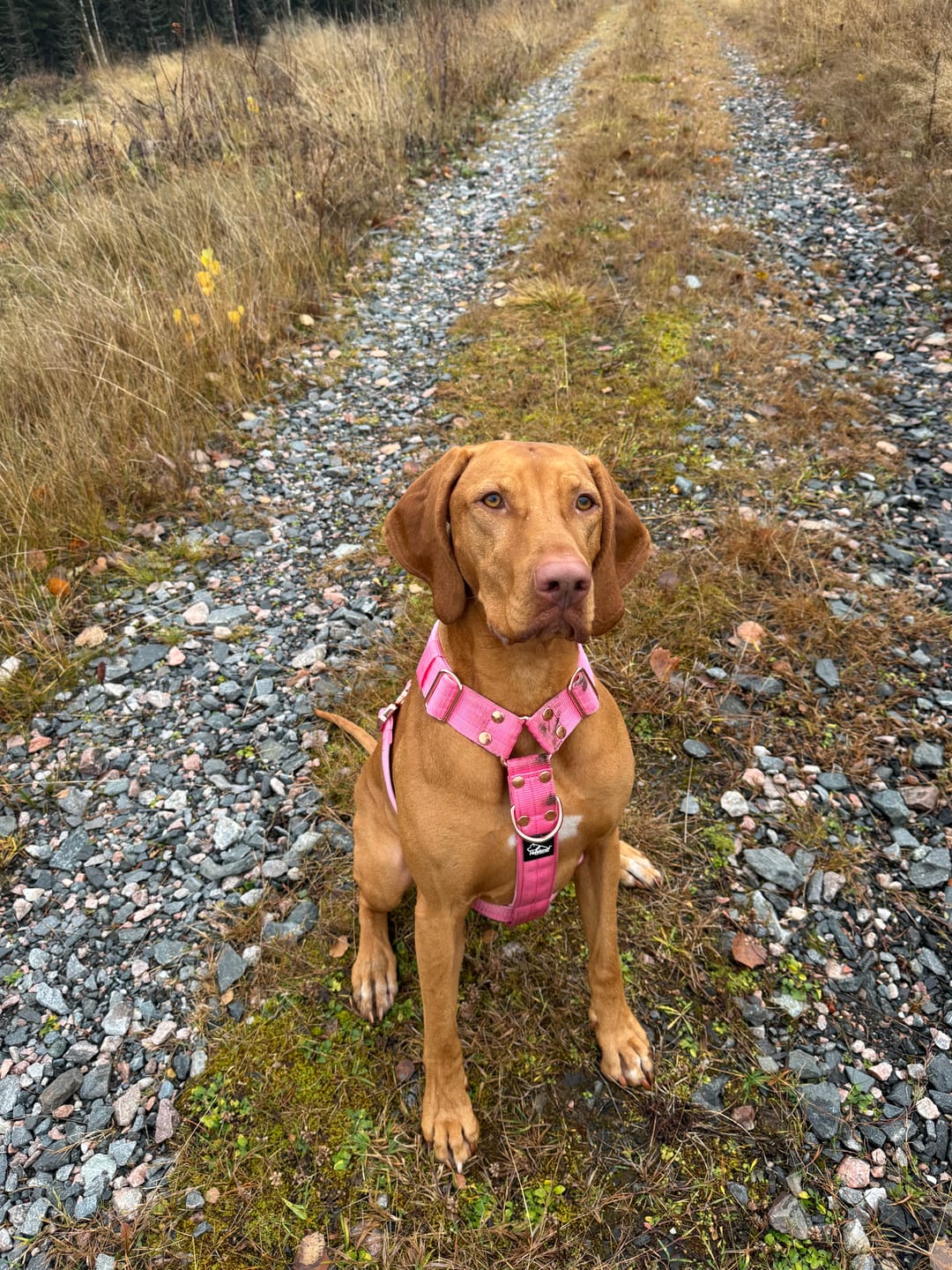Customer photo review of Easy Walk Extreme Rose Edition Candy Pink