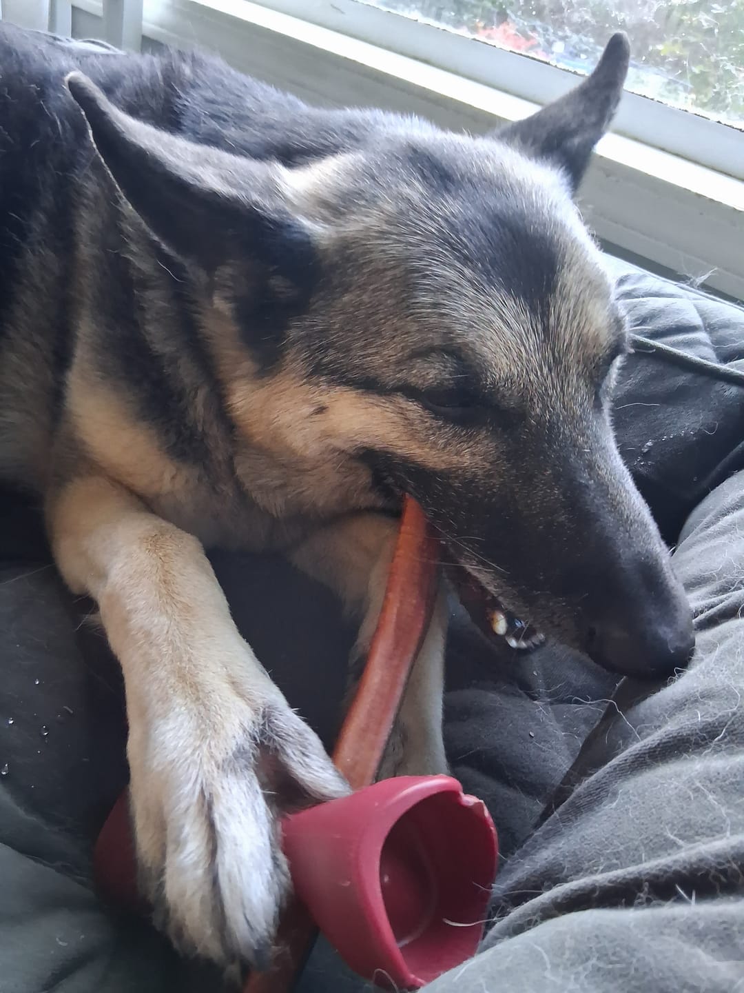 Customer photo review of 12 Inch Thick Bully Stick