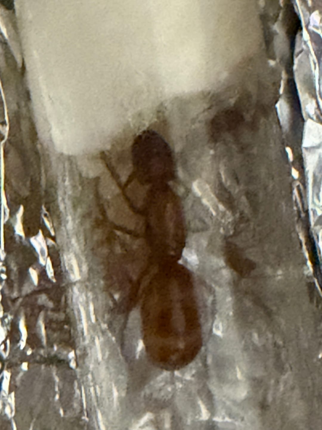 Customer photo review of Camponotus castaneus — Ruby Chestnut Carpenter Ant