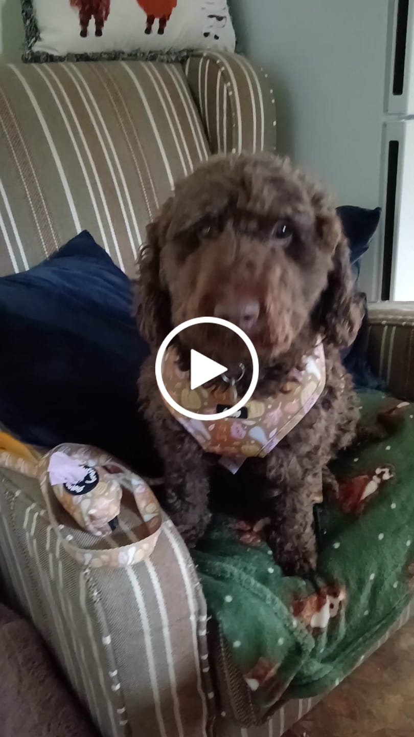 Customer video review of Adjustable Dog Harness - Falling For You