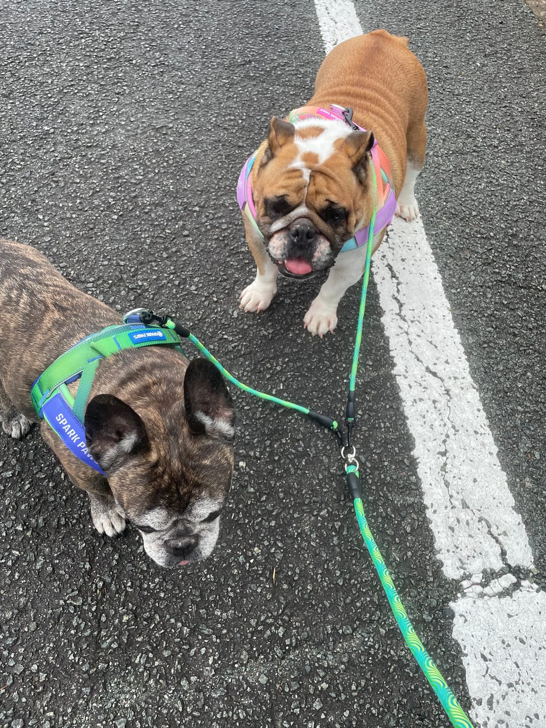 Customer photo review of Grab & Go Harness