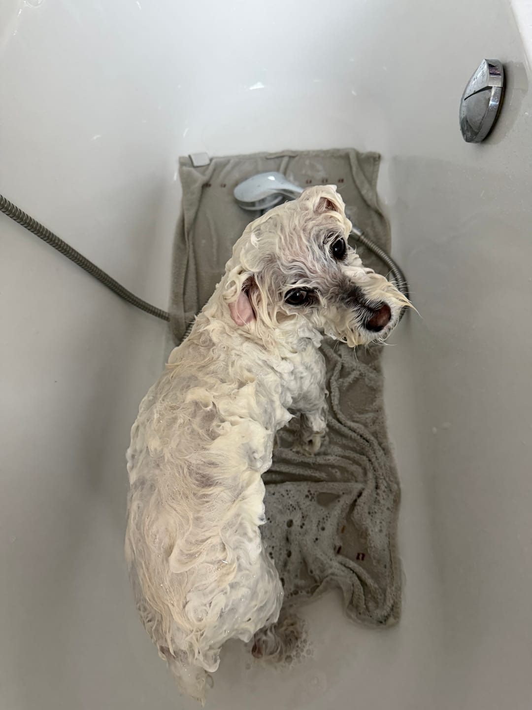 Customer photo review of Hundeshampoo All-in-One für alle Felltypen