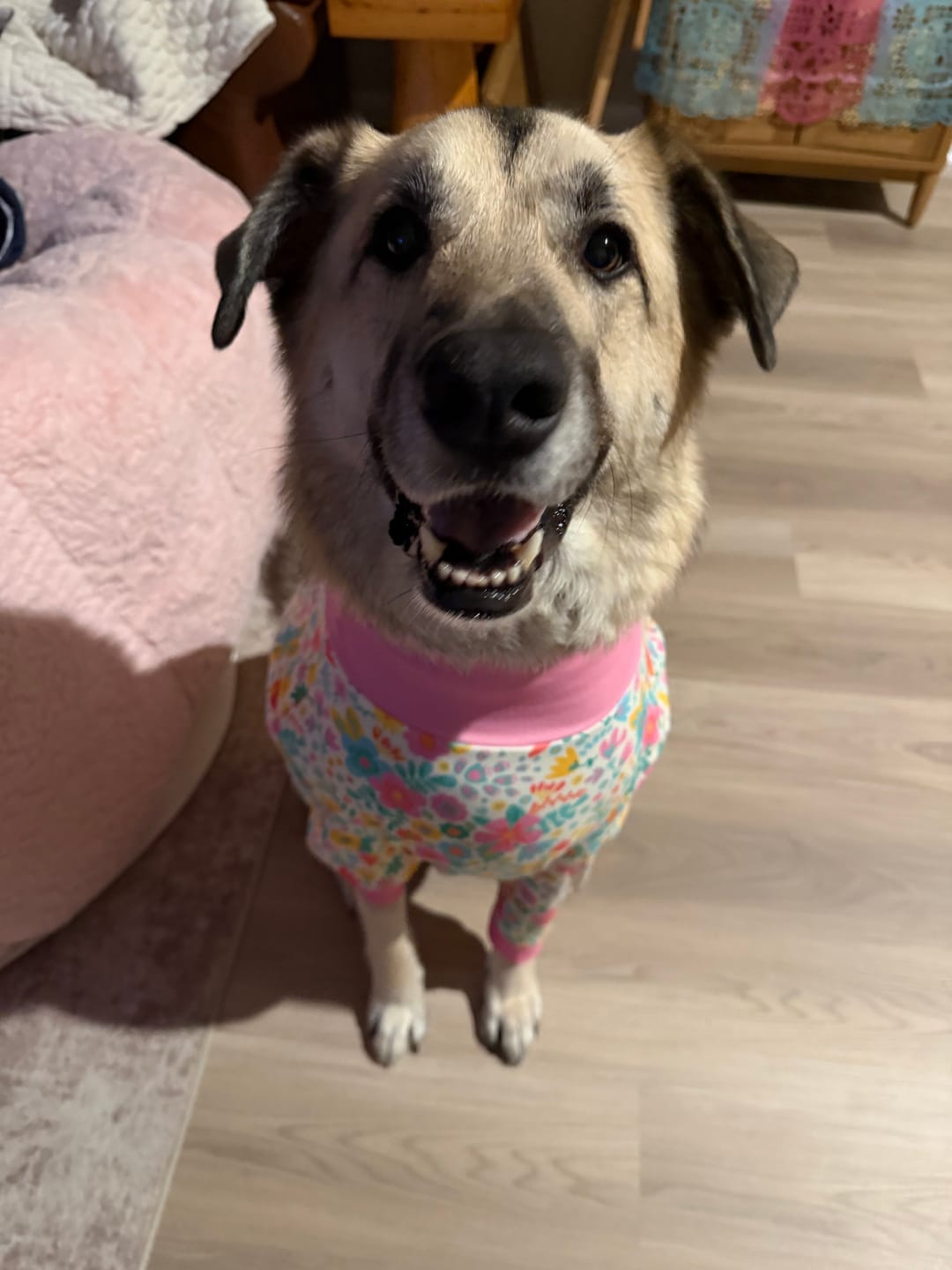 Customer photo review of Dog Pajama - Meadows