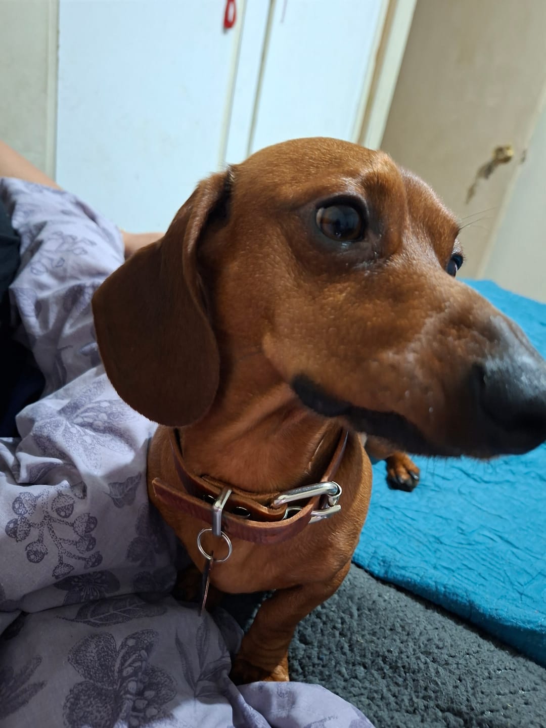 Customer photo review of Collar Duke Marrón Corrugado Envejecido/Marrón Corrugado Envejecido