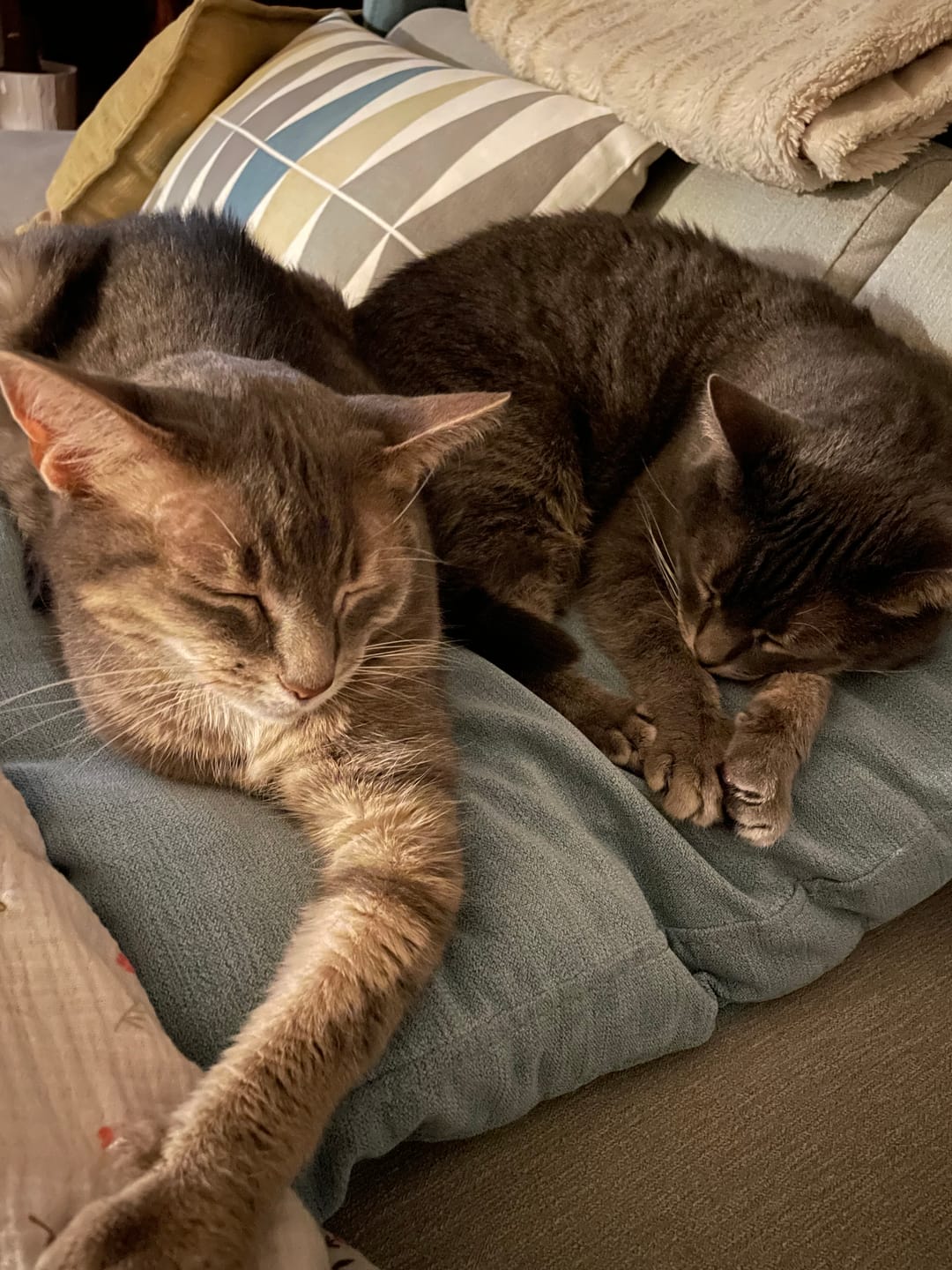 Customer photo review of Friandises riches en saumon (Chat adulte)