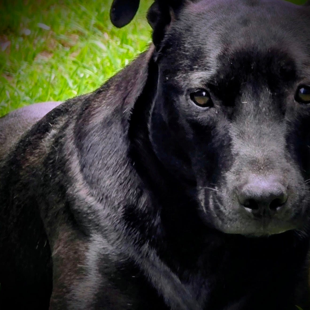 Customer photo review of DoggyMin – Daily Skin & Vitality Supplement for Dogs