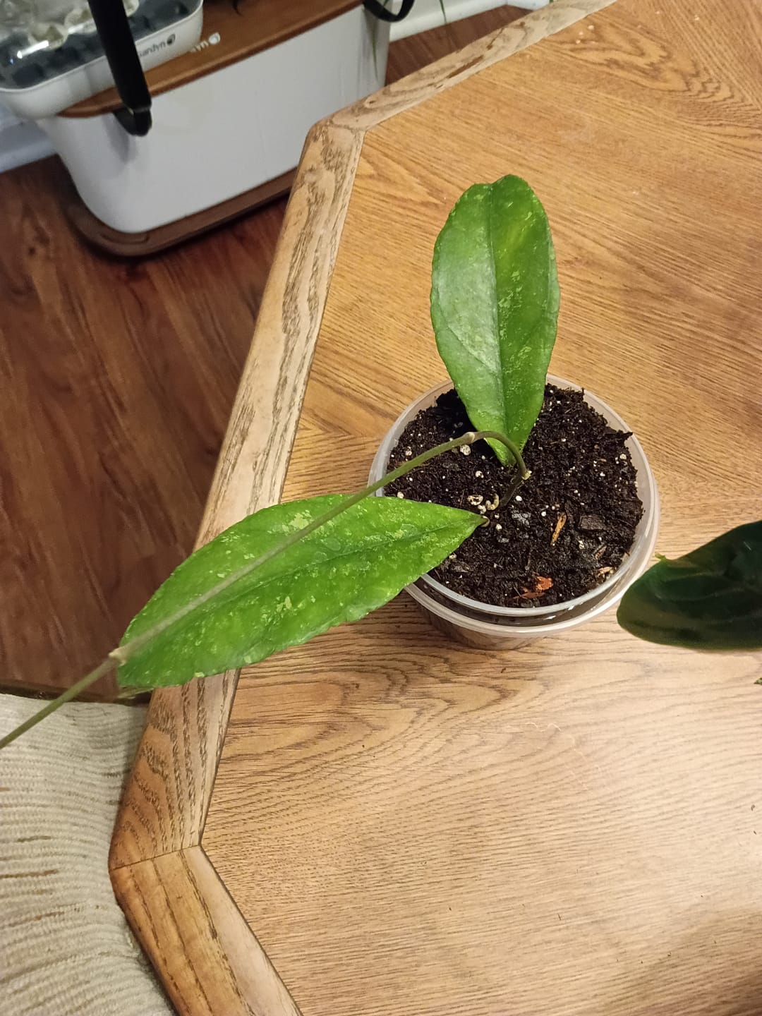 Customer photo review of Hoya finlaysonii 'Chicken Farm'