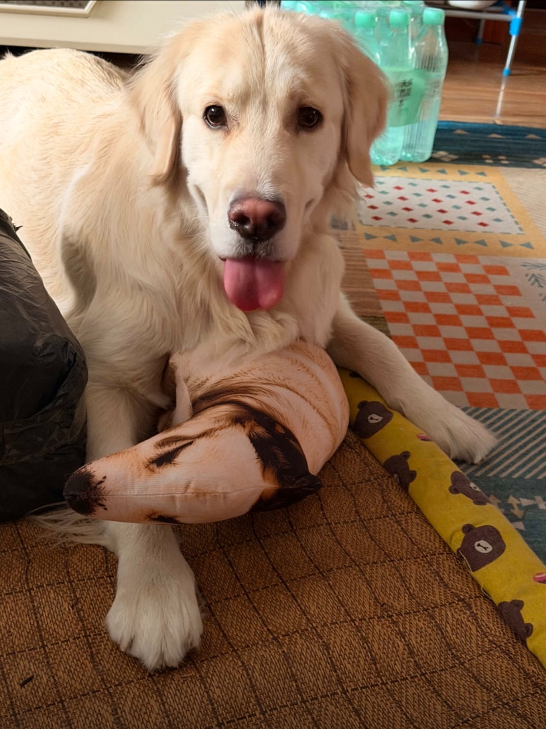 Customer photo review of Real Dog