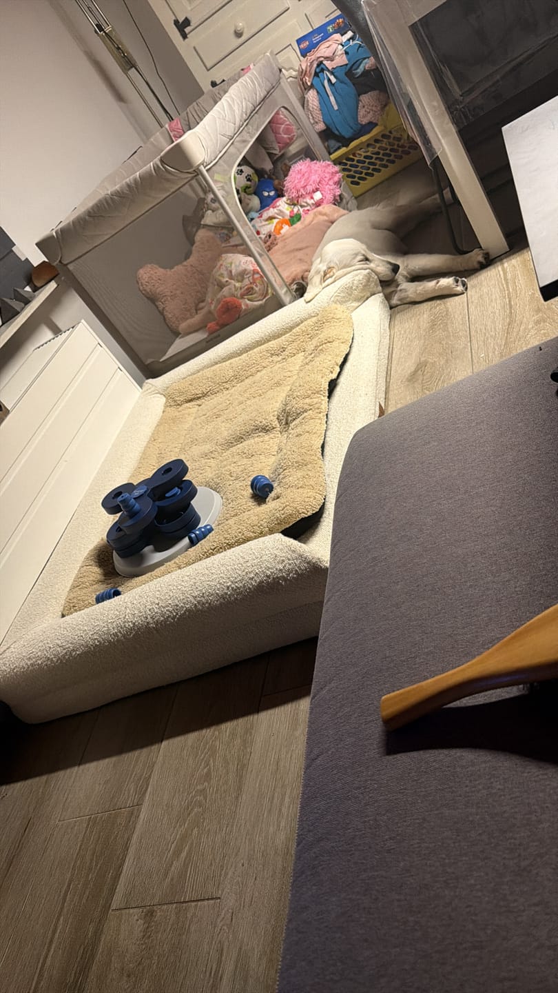 Customer photo review of Pet Perfect BonoBed