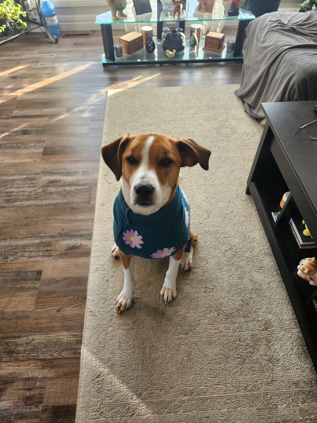 Customer photo review of Knit Dog Sweater Prints