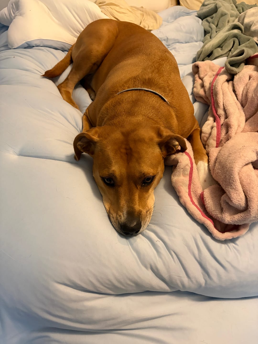 Customer photo review of MarshMellow Comforter