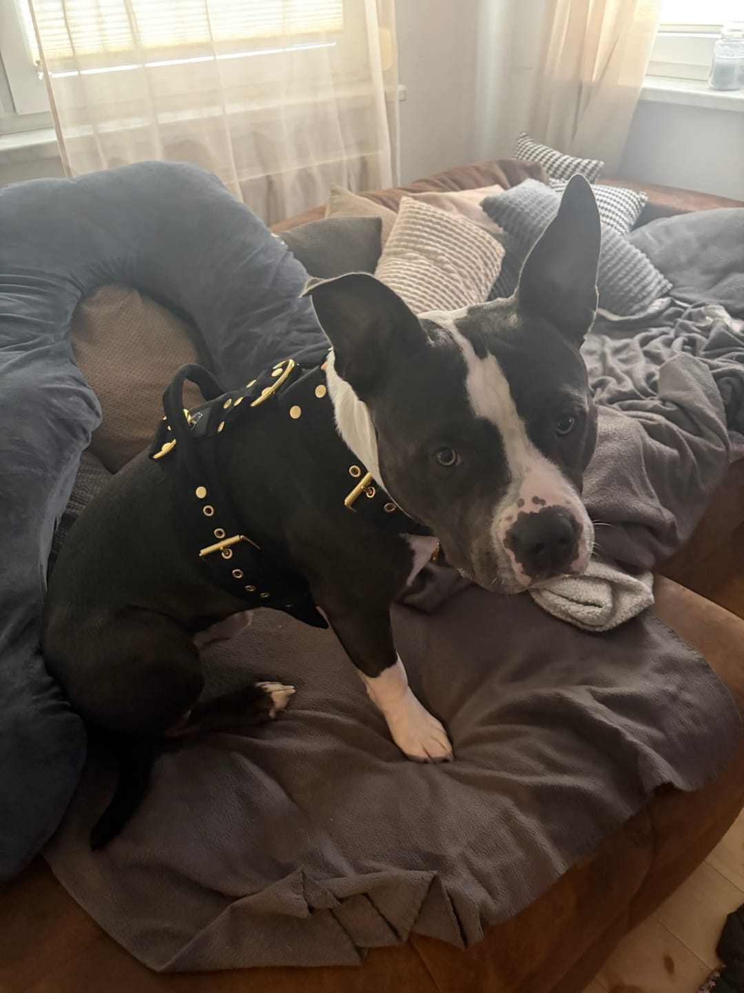 Customer photo review of Easy Walk Gold Edition Black