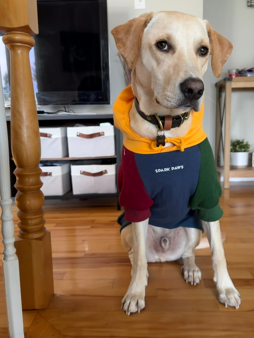 Customer photo review of Primary Color Block Dog Hoodie