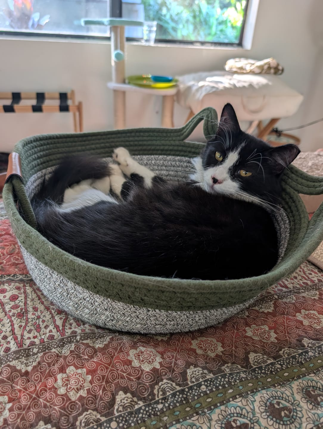 Customer photo review of Instinct Basket | Meet the first research-backed natural territory for indoor cats