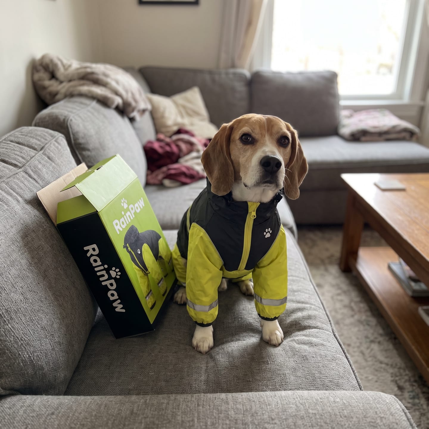 Customer photo review of Imperméable à 4 Pattes : Votre Chien au Sec et Bien Visible