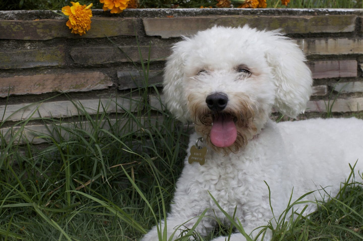 Customer photo review of Kit Difusor Calmante para Mascotas