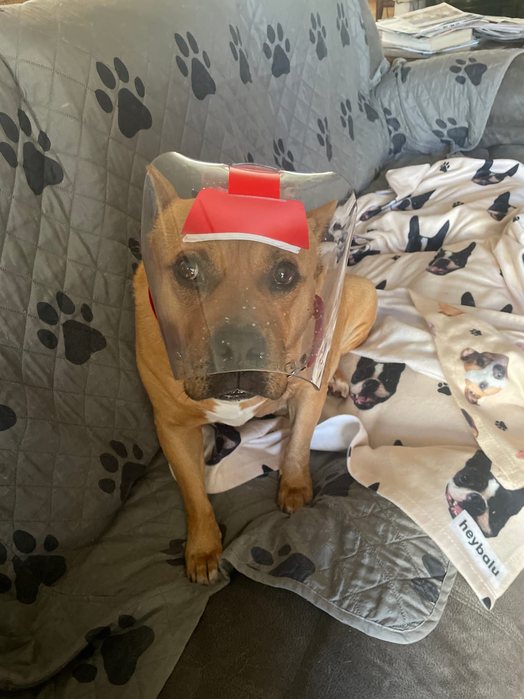 Customer photo review of OptiVizor - Regular Snout - Clear UV Tint