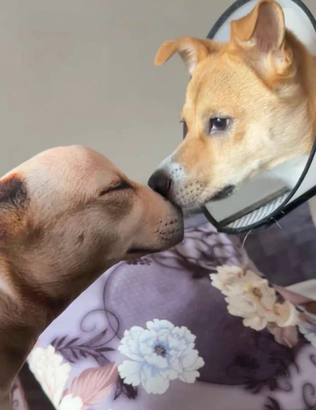 Customer photo review of Real Dog