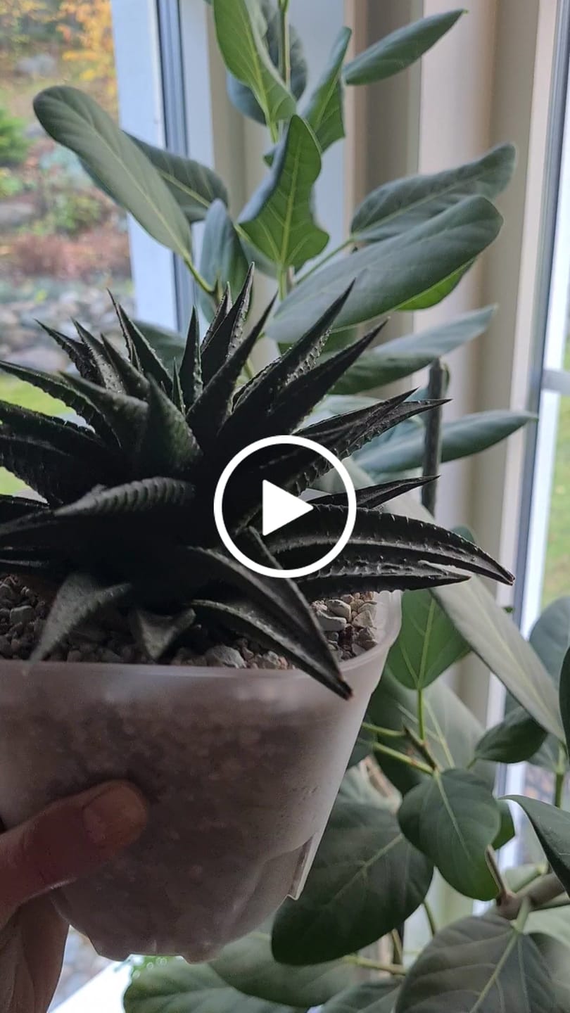 Customer video review of Clear Cacti & Succulent Plant Pot