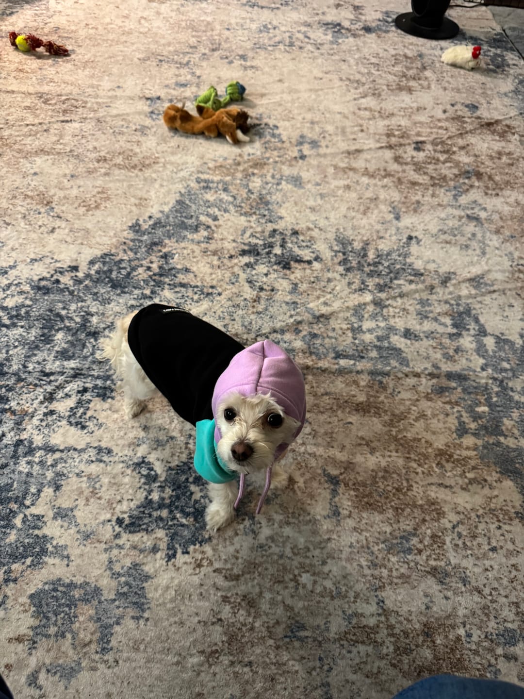 Customer photo review of Color Block Dog Hoodies