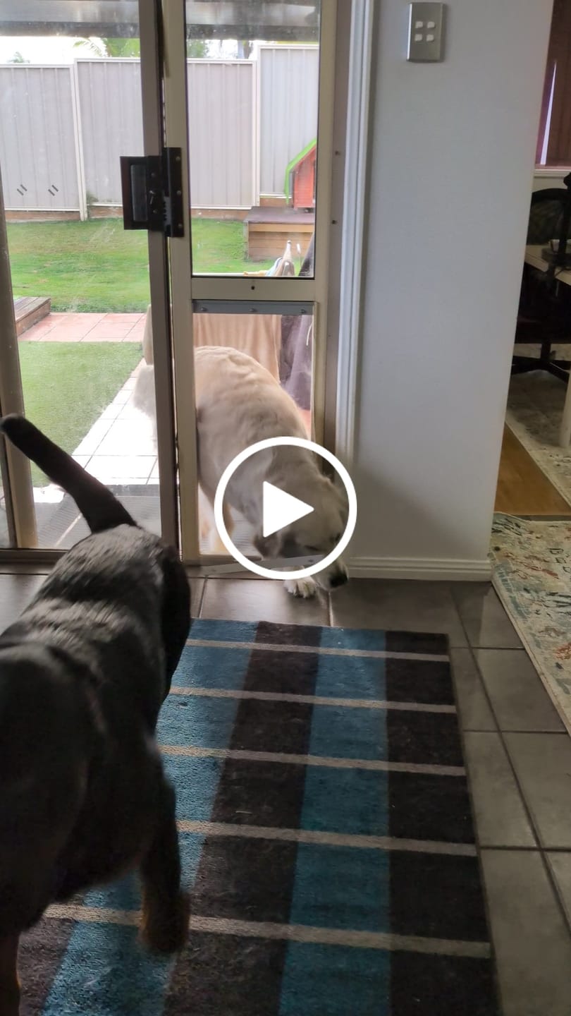 Customer video review of Soft Flap - Optional For Older Or Little More Timid Pets