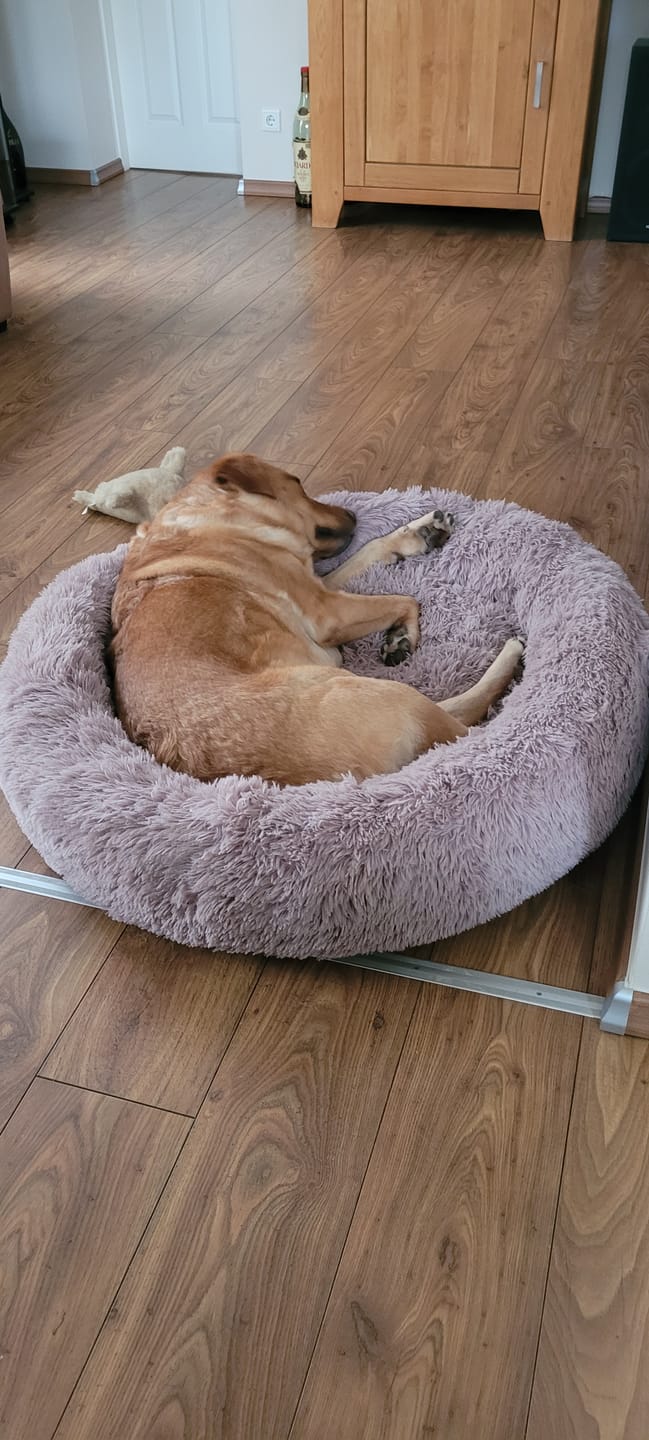 Customer photo review of Puppery Hundebett Wolke 7 - Das Original
