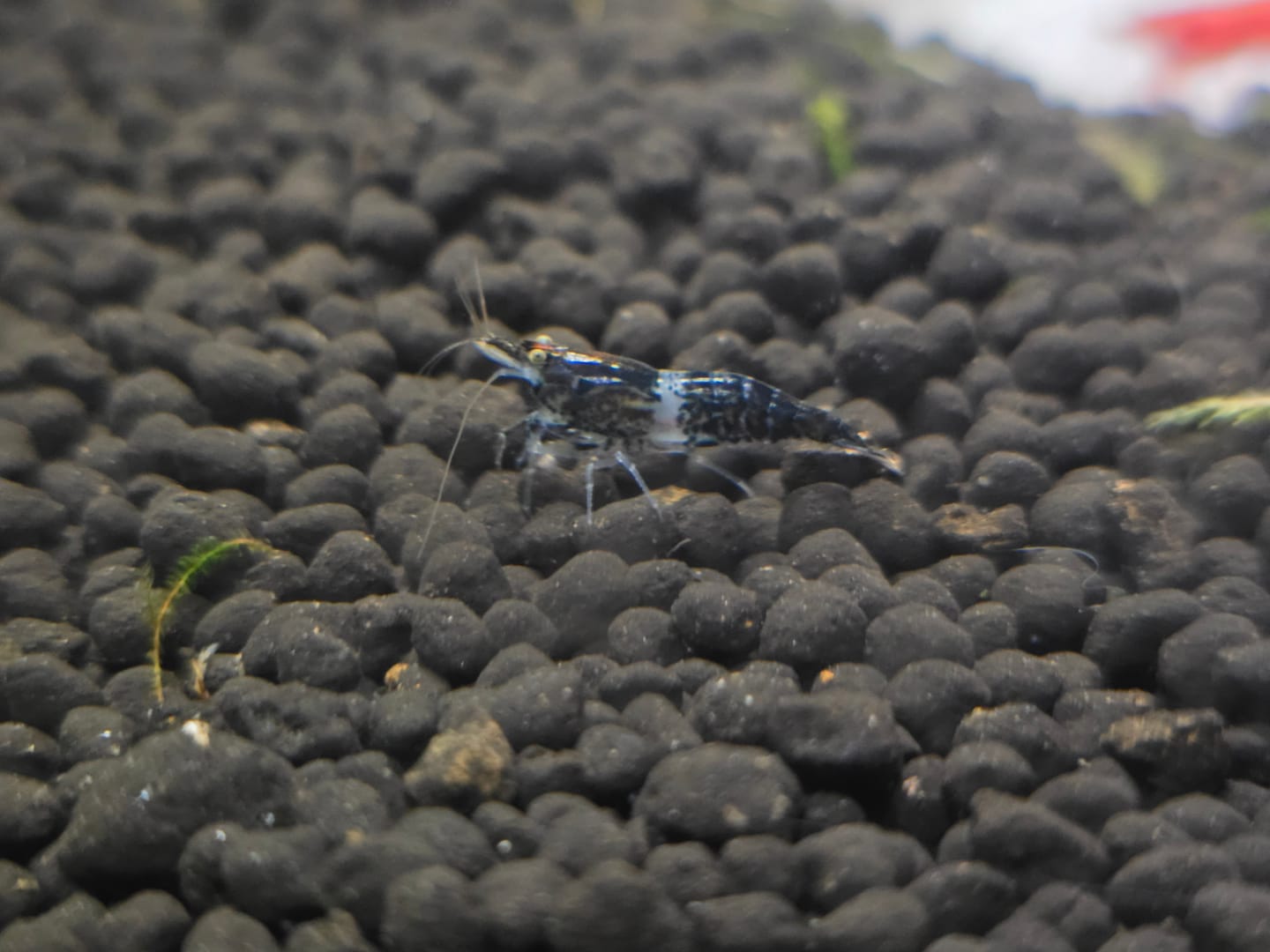 Customer photo review of Neocaridina Skittles Shrimp Pack – Assorted Freshwater Colors