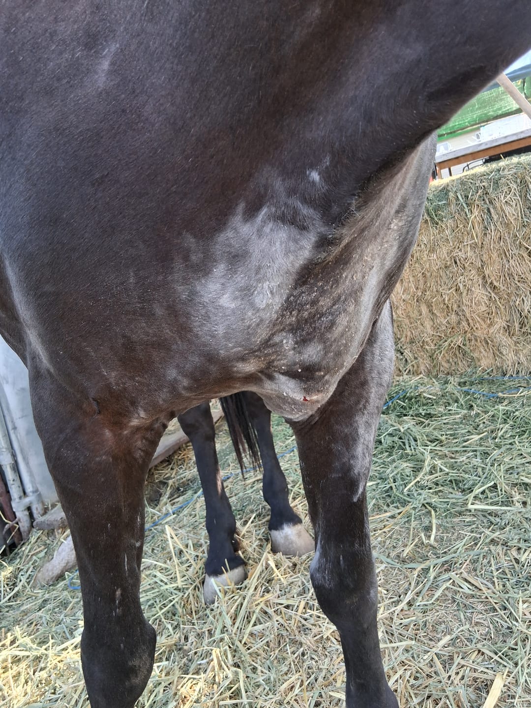 Customer photo review of Equine Powder - Travel Size (3.5oz)