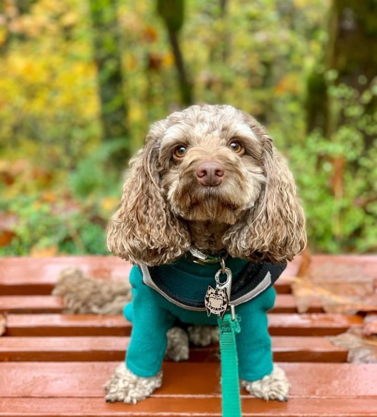 Customer photo review of Plain Anti Pill Polar Fleece Fabric